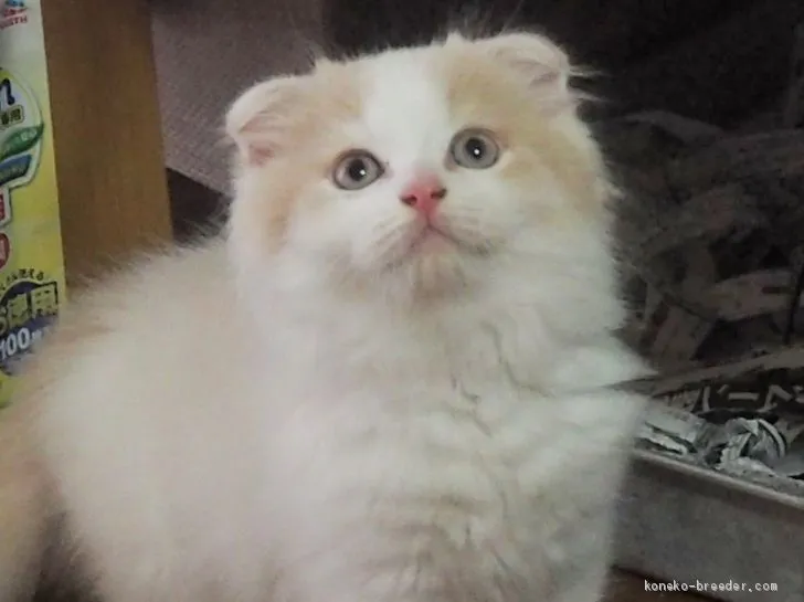 ID:1908-01432の子猫