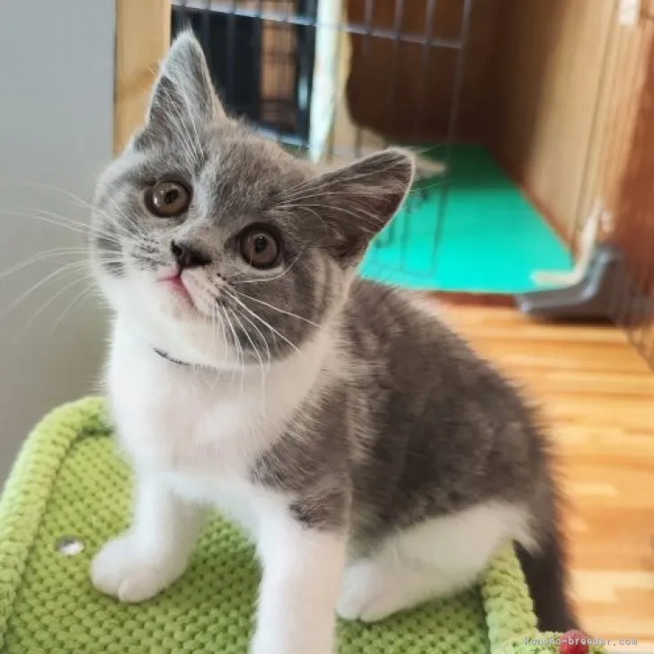 ID:2306-00548の子猫