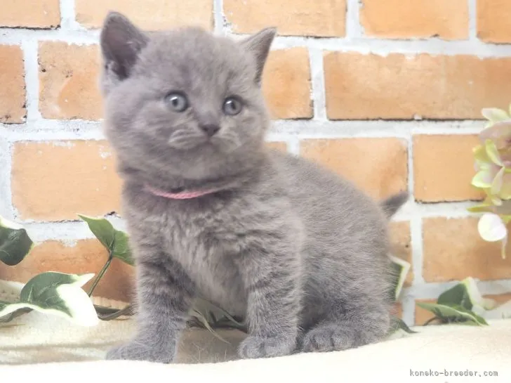 ID：2204-00320の子猫