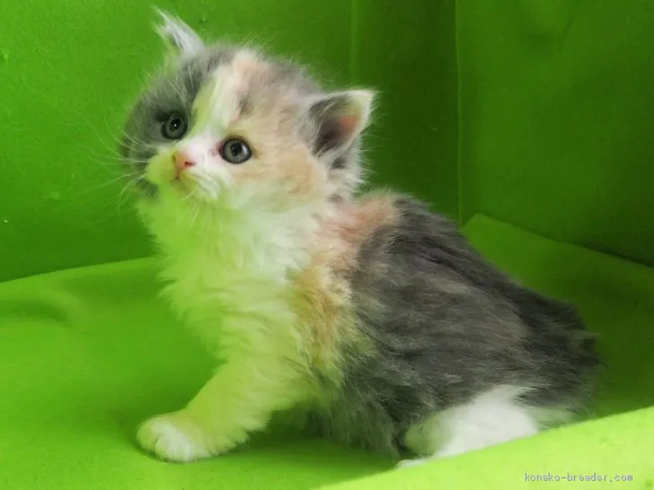 ID：2103-00420の子猫