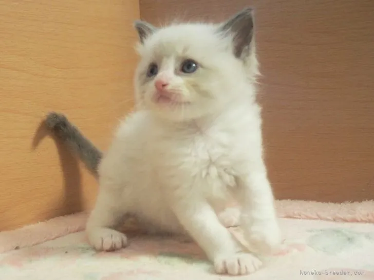 よっちゃん 様のお迎えした子猫