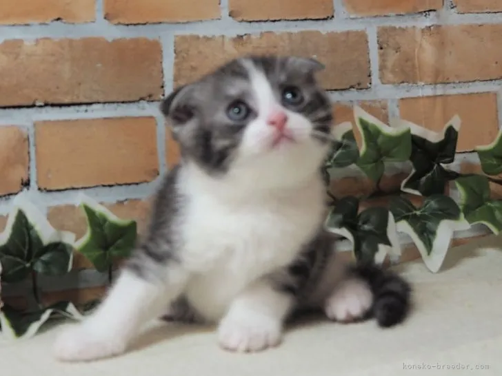 ID:2206-03039の子猫