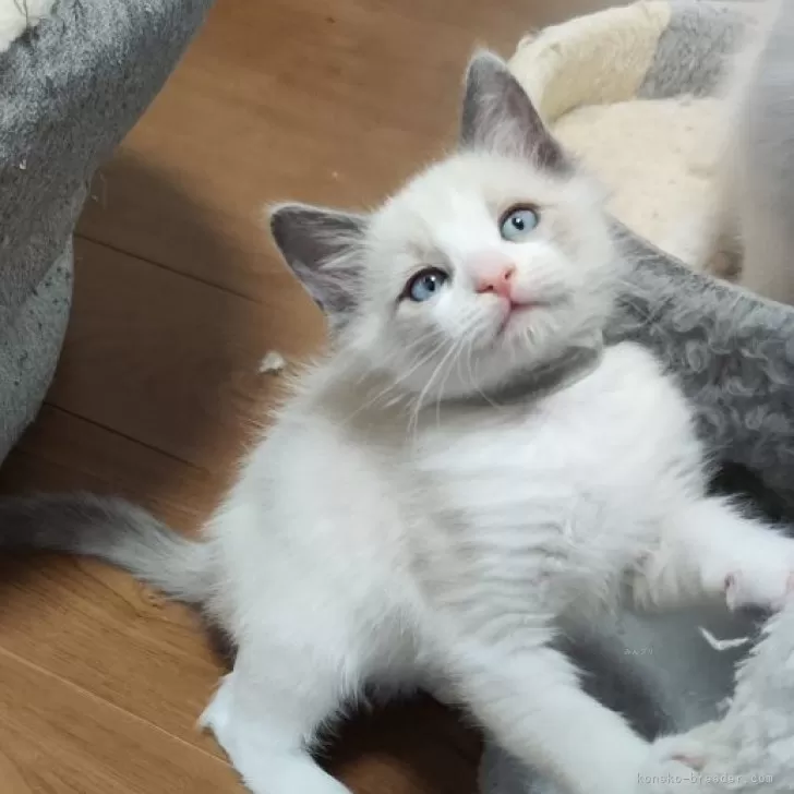 ID:2311-02037の子猫