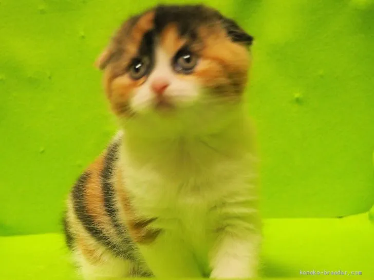 ID：2012-00914の子猫