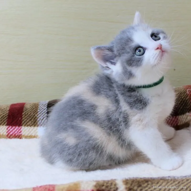 ID：2306-02949の子猫