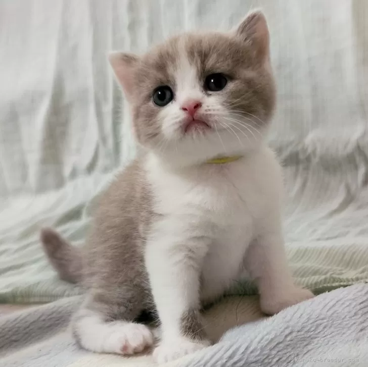 ID:2406-02308の子猫