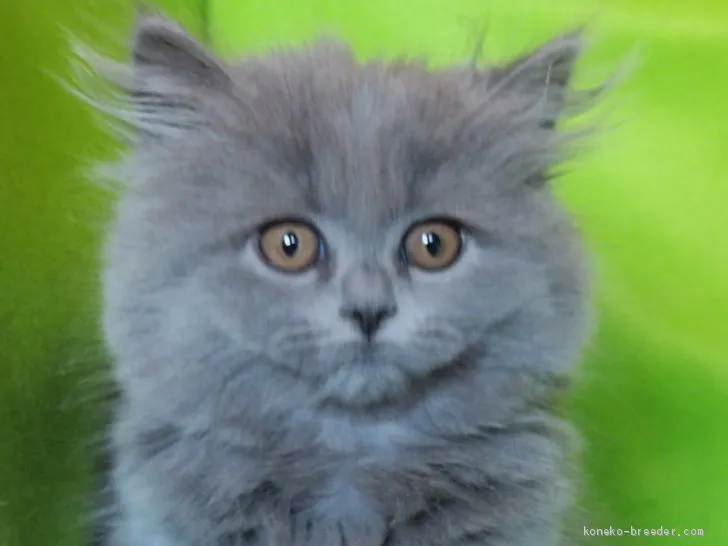 ID：2010-00105の子猫