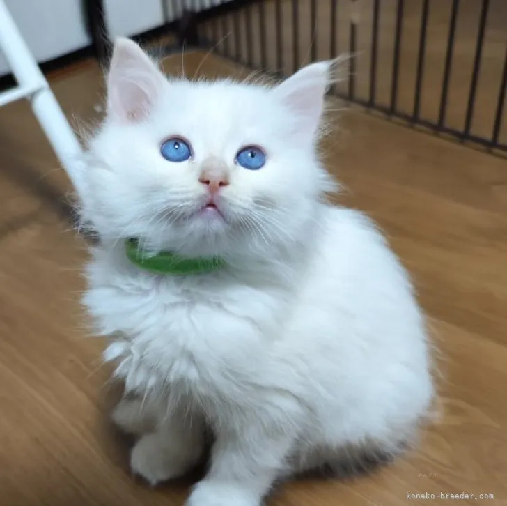 ID:2311-01091の子猫