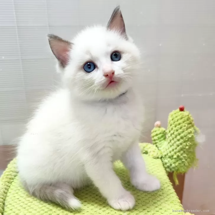 ゆき 様のお迎えした子猫