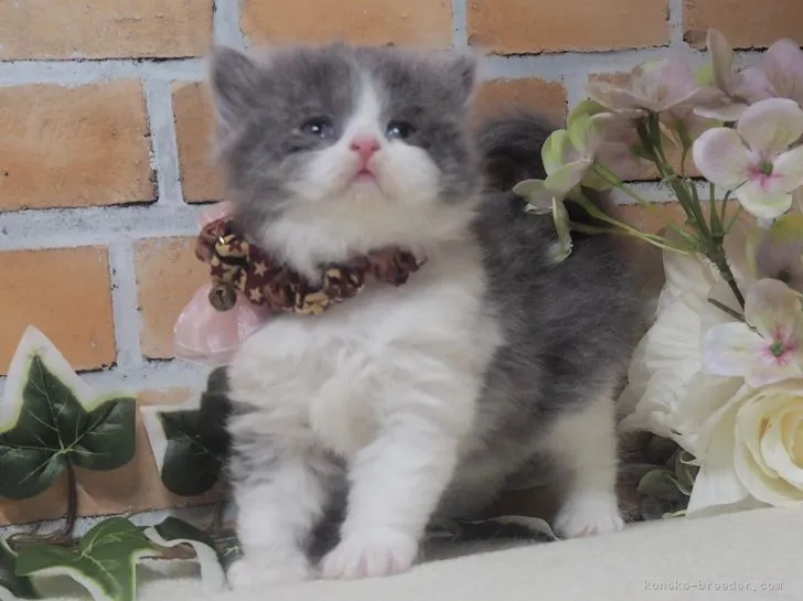 ID:2203-01621の子猫