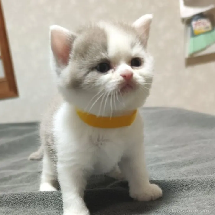 ID:2312-00508の子猫