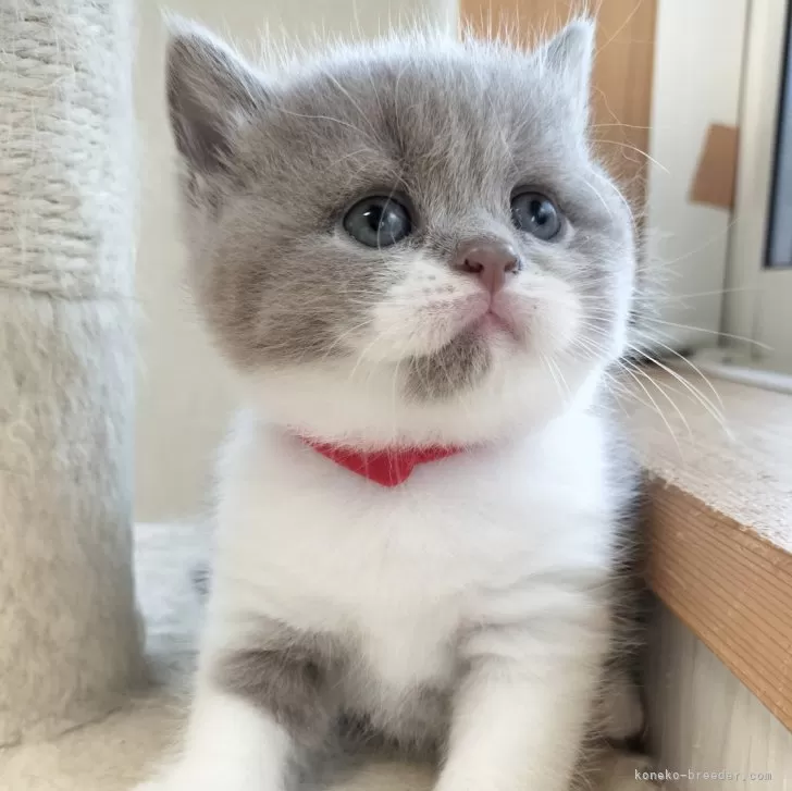 ID:2407-00192の子猫