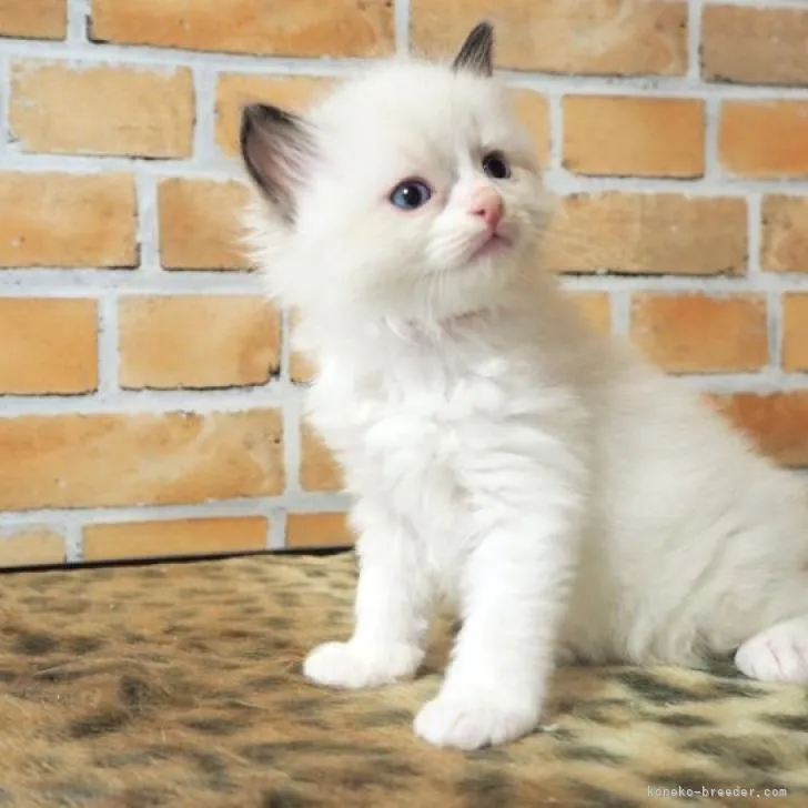 ID：2301-01097の子猫