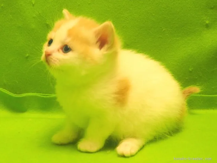 よもぎ 様のお迎えした子猫