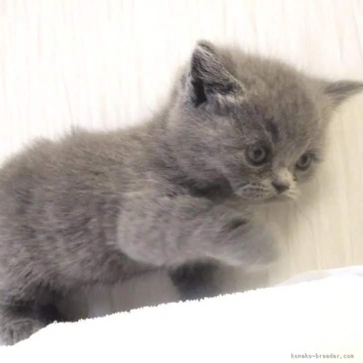 ID:2301-01105の子猫