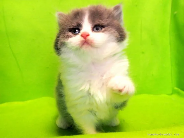 ID：2104-00647の子猫