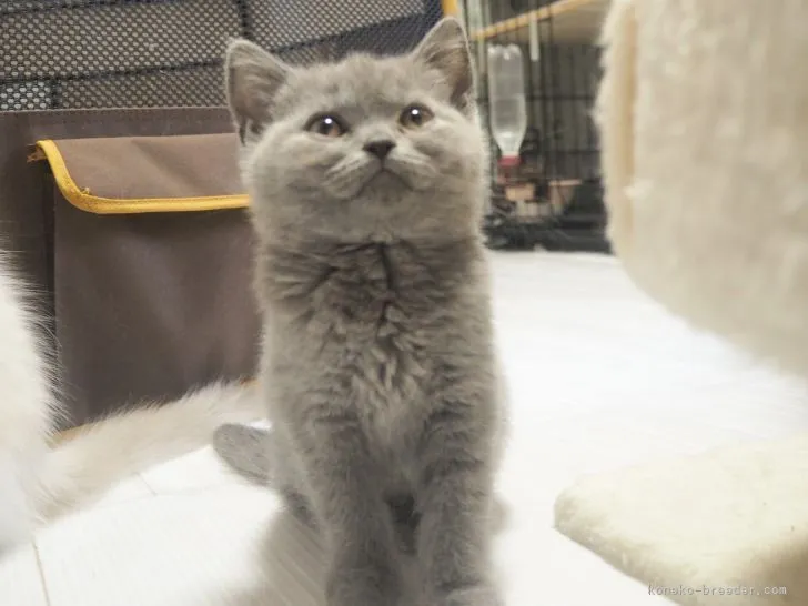 ID:2204-00322の子猫