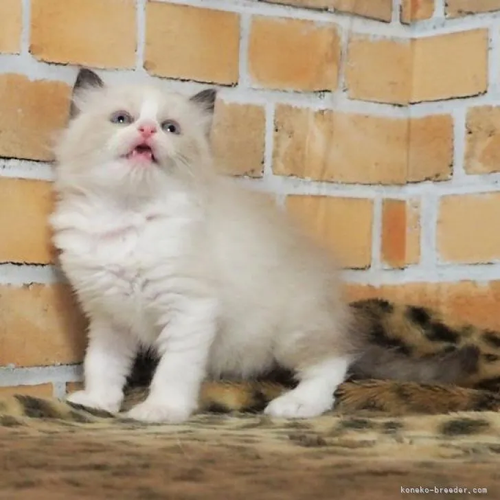 ID：2211-01322の子猫
