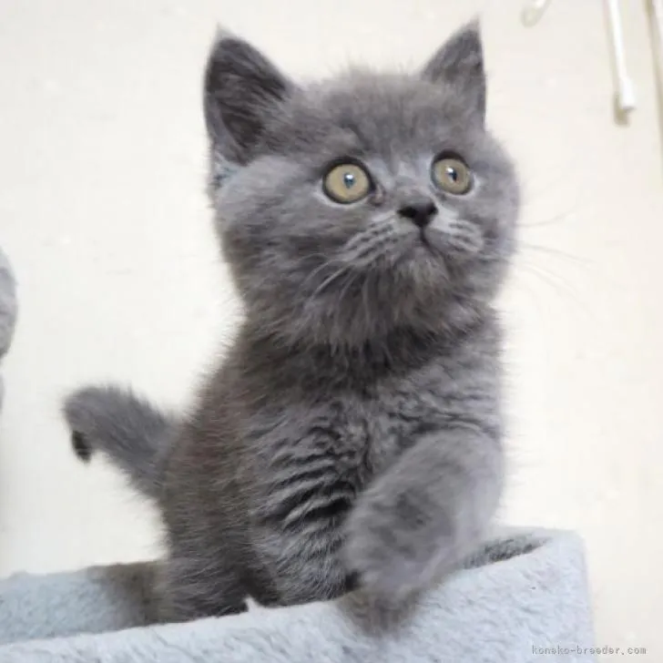 ID:2301-00559の子猫