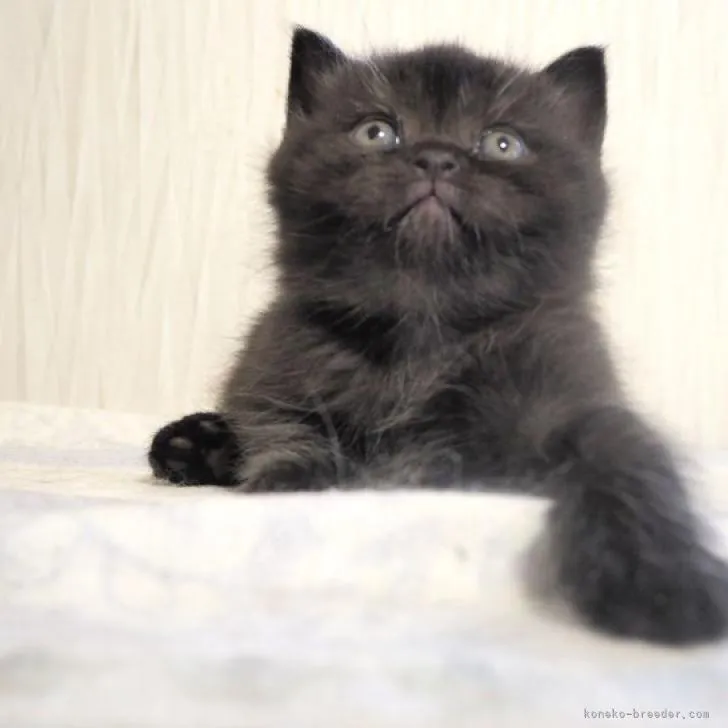ID：2301-01099の子猫