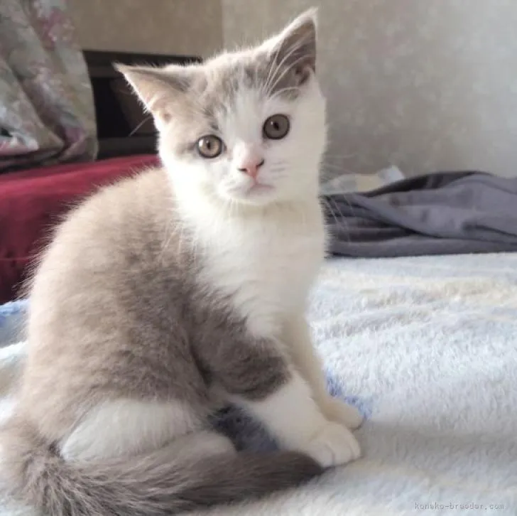ID:2211-01331の子猫