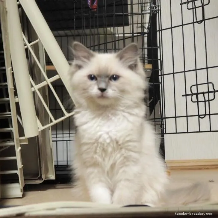 ID：2301-00570の子猫