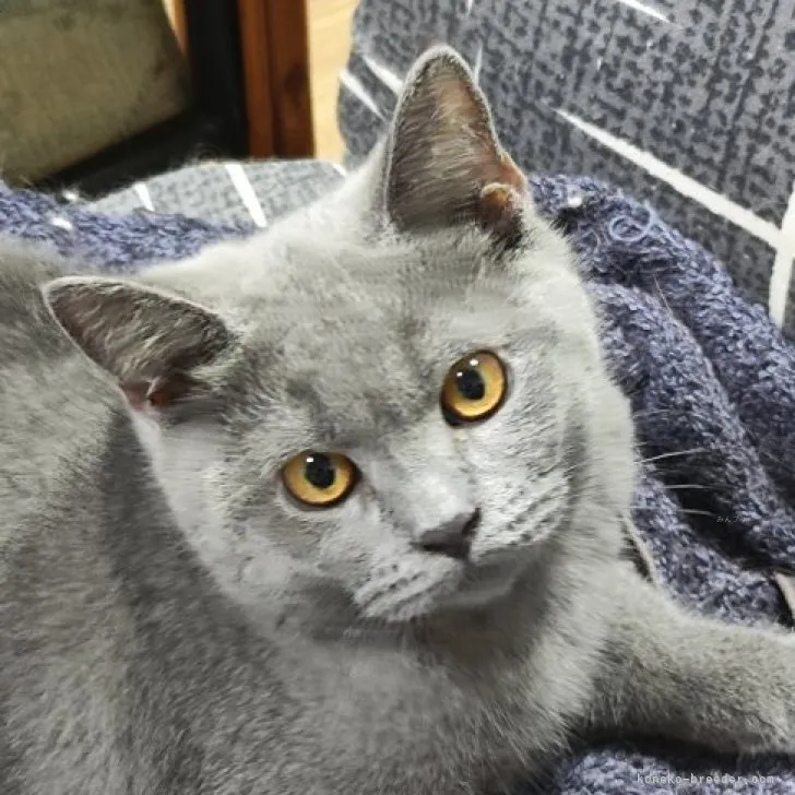 ID：2306-00544の子猫