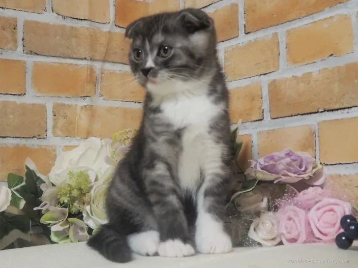 ID：2111-00776の子猫