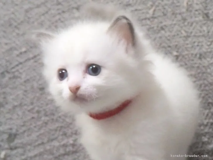 ID：2109-01932の子猫