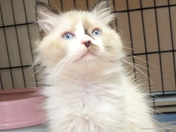 ID:2205-01072の子猫