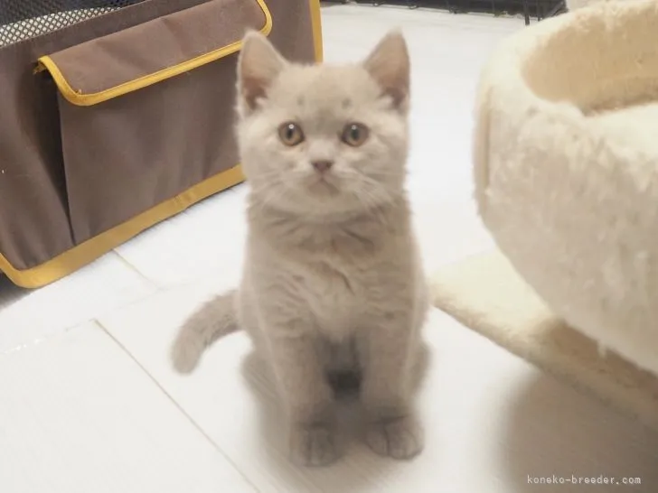 ID:2204-00318の子猫