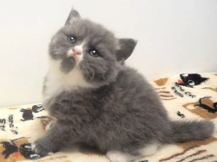 ID:2111-00047の子猫