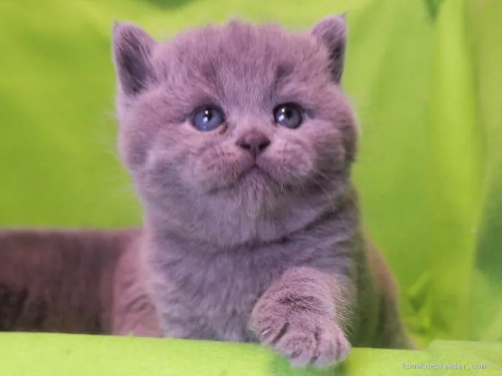 ID：2101-01830の子猫