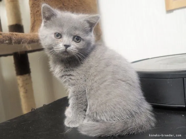 ID:2201-00165の子猫