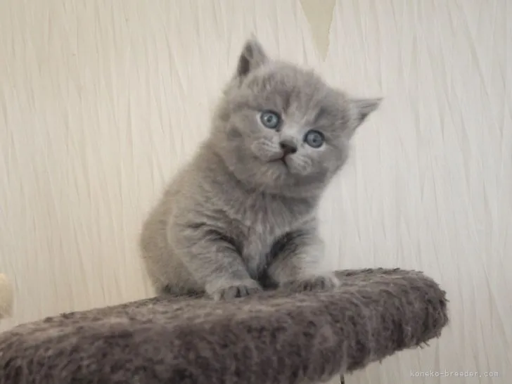 ID：2204-01536の子猫