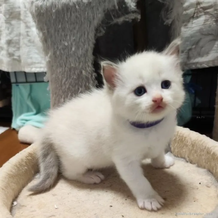 ID:2311-01094の子猫