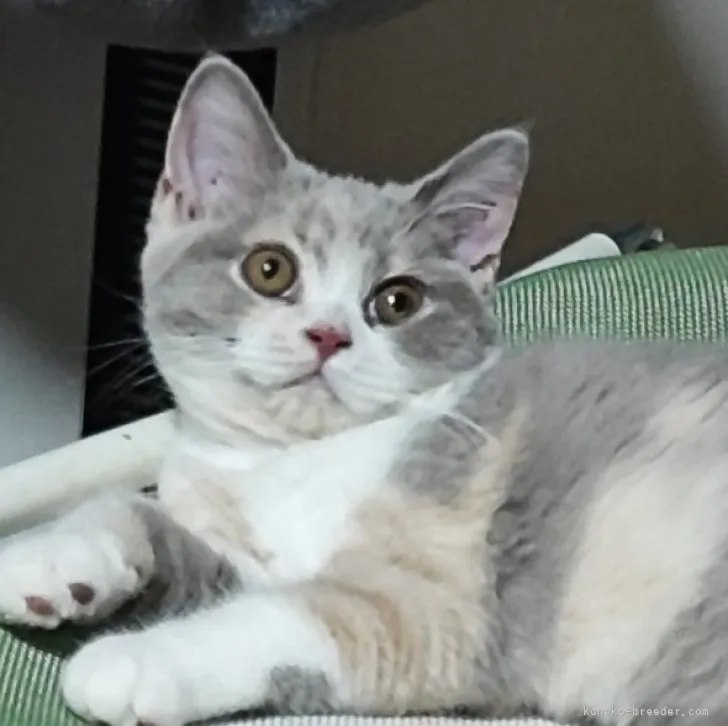 ID:2305-03407の子猫