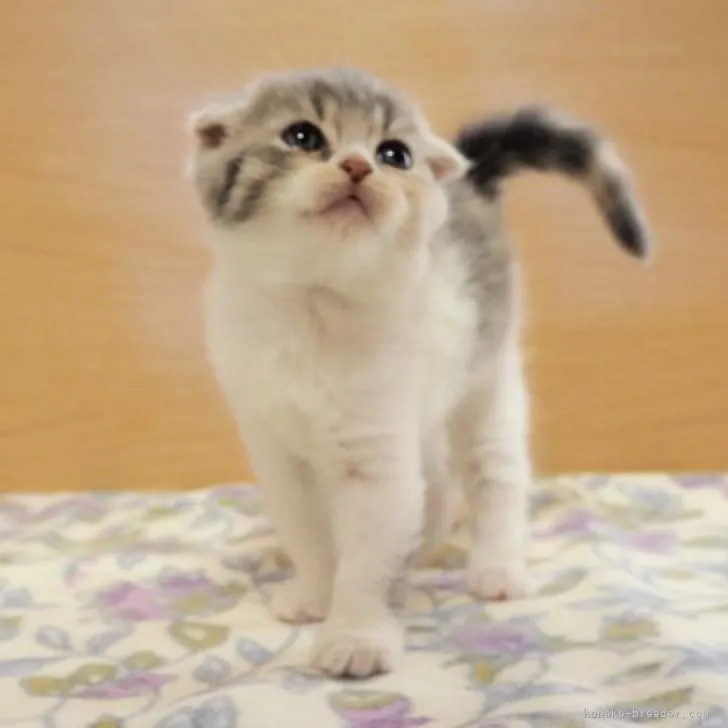 ID:2210-01549の子猫