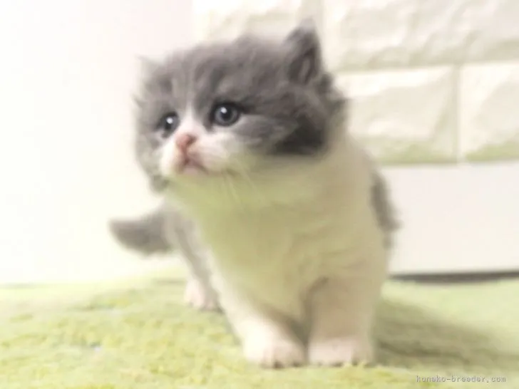 ID：2109-02421の子猫