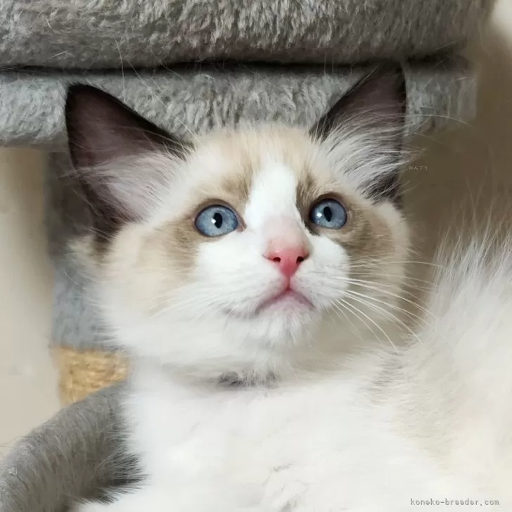 ID：2401-00407の子猫