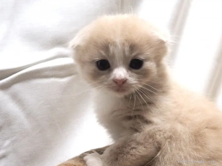 ID：1908-01371の子猫