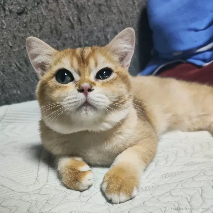 ID：2409-02109の子猫