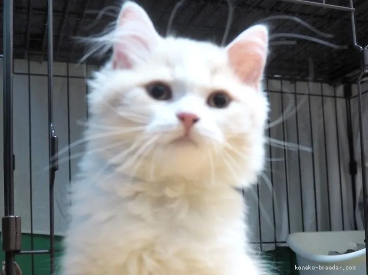 ID:1908-01370の子猫