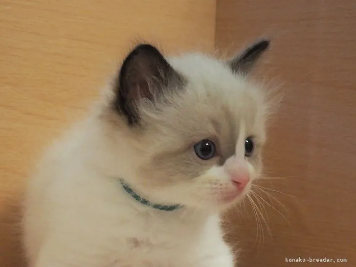 hiro 様のお迎えした子猫