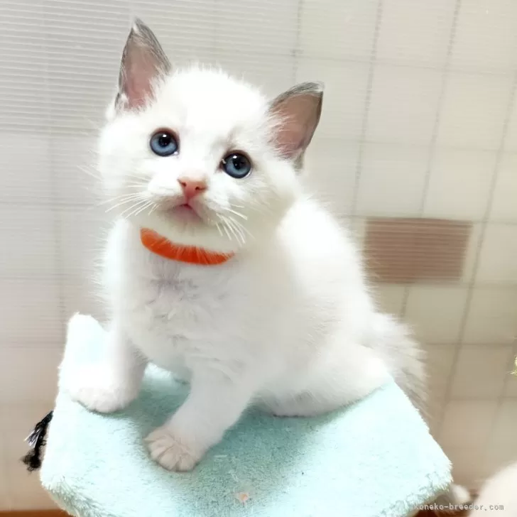 mine 様のお迎えした子猫
