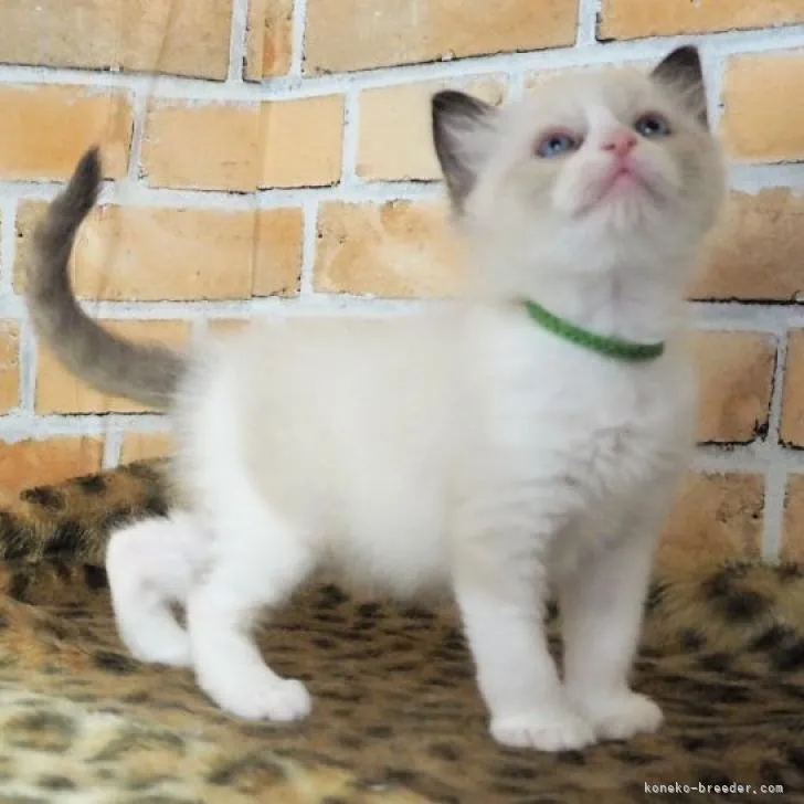 ID：2211-01323の子猫