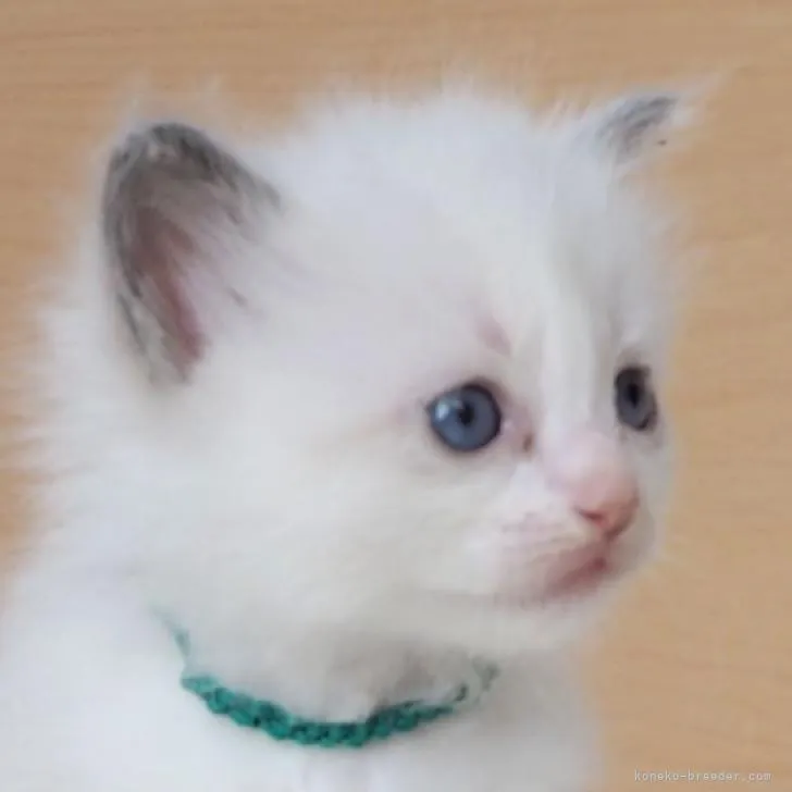 ID:2210-02708の子猫