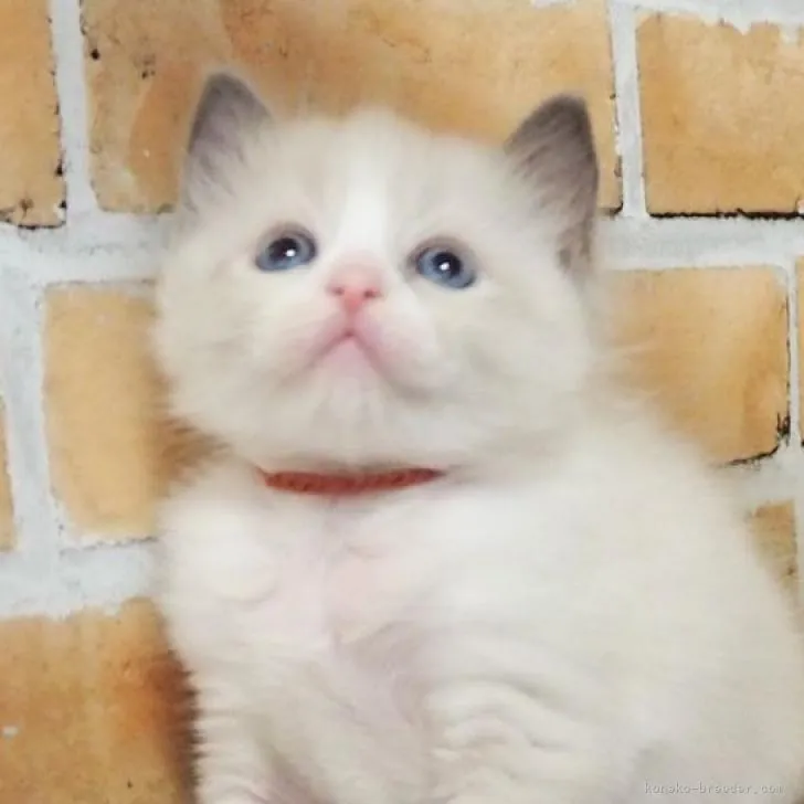 ID:2211-01326の子猫