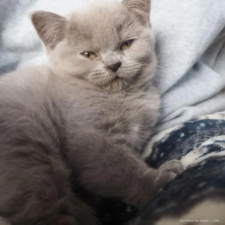 ID：2212-01276の子猫