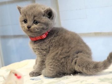 ブリティッシュショートヘア【三重県・女の子・2020年6月16日・淡いブルー.（ふぁふぁコート）】の写真「淡いブルーのぽっちゃりさん」